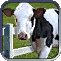 Viehhaltung (Civ4 FFH)
